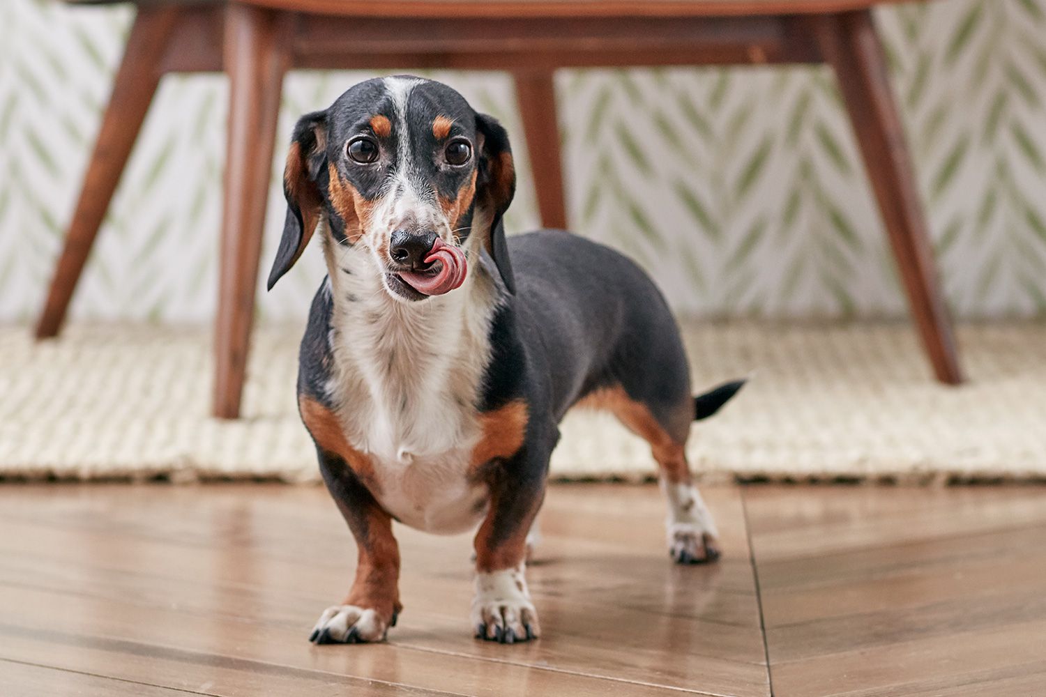 Paws and Floors: Finding the Perfect Dog-Friendly Flooring