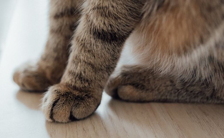 Beautiful or cat-proof floors? How about both?