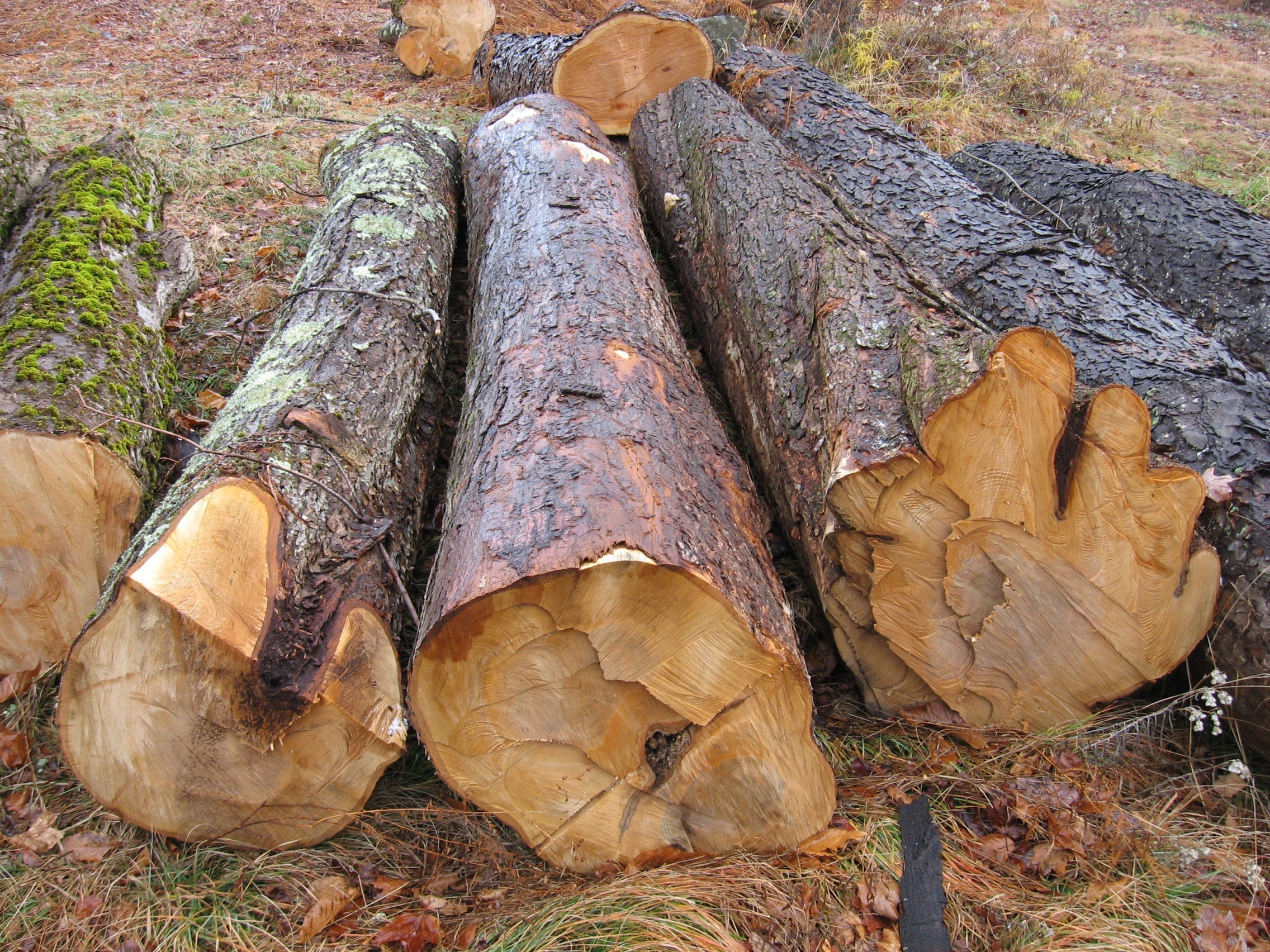 Maple Bark Nails: Nature’s Texture Meets Style